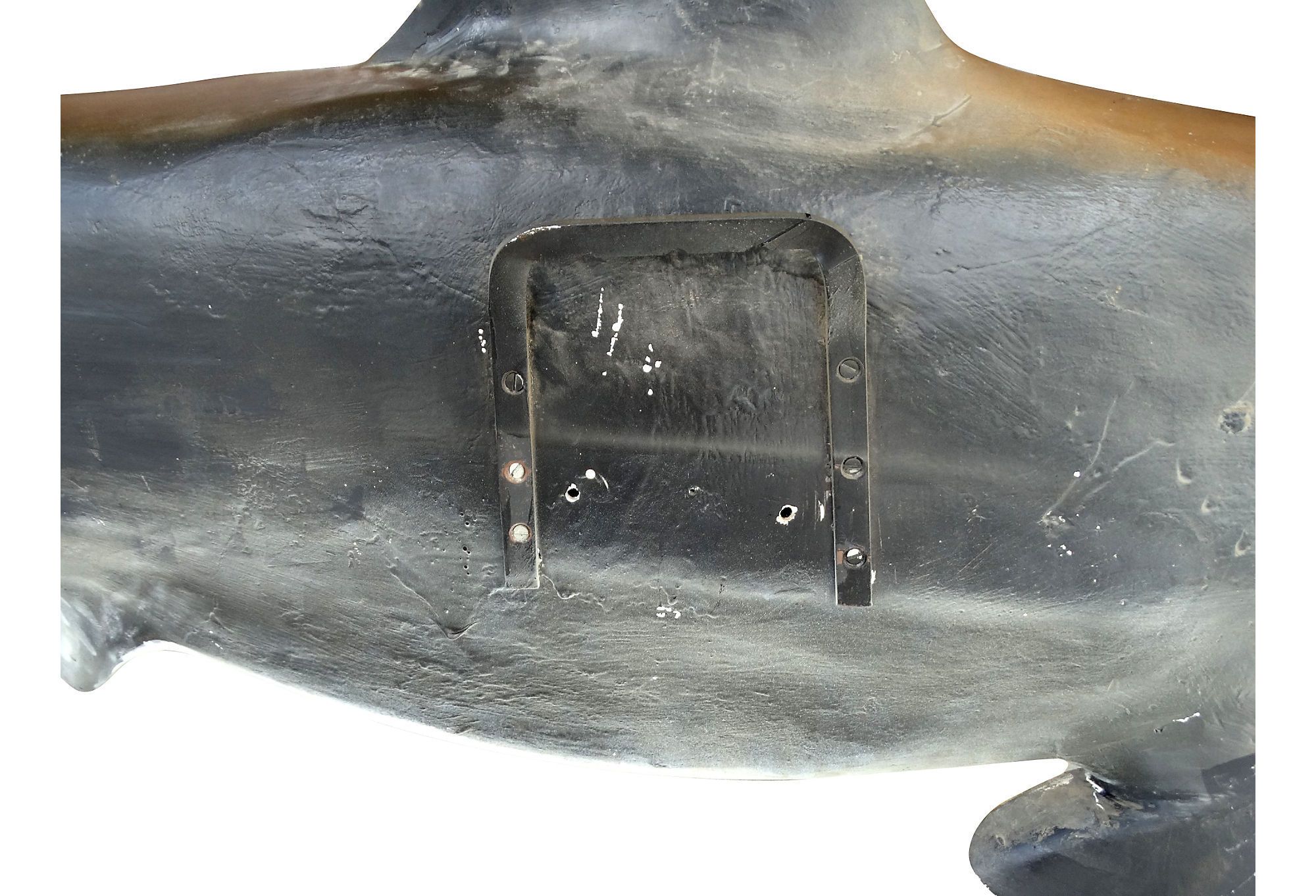 Full Size Taxidermy Hammerhead Shark Mount Modernism